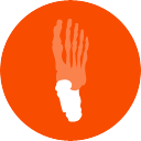 Arrière pied